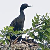 Little black shag | Kawau tūī. Adult with chick in nest. Tauranga, January 2011. Image &copy; Raewyn Adams by Raewyn Adams