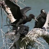 Little black shag | Kawau tūī. Juveniles at nest. Wanganui, January 2010. Image &copy; Ormond Torr by Ormond Torr