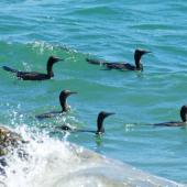 Little black shag. Foraging flock. Wellington Harbour, October 2010. Image &copy; Alex Scott by Alex Scott