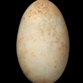 Little black shag | Kawau tūī. Egg 54.4 x 33.4 mm (NMNZ OR.002090, collected by Charles Fleming). Lake Waikare, Waikato, January 1937. Image &copy; Te Papa by Jean-Claude Stahl
