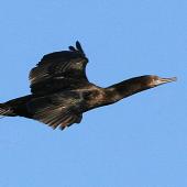 Little black shag. Side view of adult in flight. Wanganui, November 2007. Image &copy; Ormond Torr by Ormond Torr