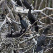 Little black shag. Chicks on nest in colony. Whangamarino Wetlands, December 2017. Image &copy; Oscar Thomas by Oscar Thomas