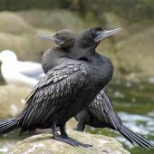 Little black shag. Adult (front) and immature. Warkworth, November 2012. Image &copy; Thomas Musson by Thomas Musson tomandelaine@xtra.co.nz