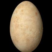 New Zealand king shag | Kawau pāteketeke. Egg 65.9 x 42.2 mm (NMNZ OR.006972, collected by Robert Falla). White Rocks, Marlborough Sounds, September 1948. Image &copy; Te Papa by Jean-Claude Stahl