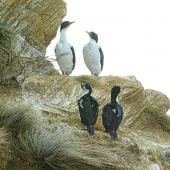 New Zealand king shag. Adults perched on a cliff. Marlborough Sounds, August 2017. Image &copy; Rebecca Bowater by Rebecca Bowater FPSNZ AFIAP www.floraandfauna.co.nz