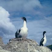 New Zealand king shag. Adults and chicks on nests. Duffers Reef, Pelorus Sound. Image &copy; Department of Conservation (image ref: 10038241) by Colin Roderick, Department of Conservation Courtesy of Department of Conservation