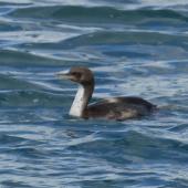 Stewart Island shag. Immature pied morph bird at sea. Otago Harbour, October 2019. Image &copy; Alan Tennyson by Alan Tennyson