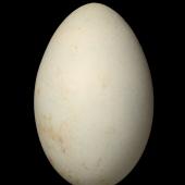 Stewart Island shag. Egg 64.9 x 40.8 mm (NMNZ OR.006980, collected by Edgar Stead). High Rock, near Codfish Island, November 1929. Image &copy; Te Papa by Jean-Claude Stahl
