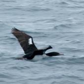 Stewart Island shag. Adult pied morph in flight. Otago Peninsula, November 2012. Image &copy; Joke Baars by Joke Baars