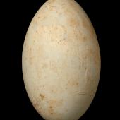 Chatham Island shag | Papua. Egg 62.2 x 37.7 mm (NMNZ OR.002086, collected by Charles Fleming). Okawa Point, Chatham Island, December 1937. Image &copy; Te Papa by Jean-Claude Stahl