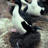 Chatham Island shag | Papua. Adult on nest containing chicks. Cape Fournier, Chatham Island, December 1981. Image &copy; Department of Conservation (image ref: 10033306) by Rod Morris, Department of Conservation Courtesy of Department of Conservation