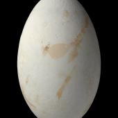 Bounty Island shag. Egg 65.2 x 39.5 mm (NMNZ OR.021488, collected by Gerry van Tets). Proclamation Island, Bounty Islands, November 1978. Image &copy; Te Papa by Jean-Claude Stahl