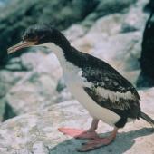 Bounty Island shag. Adult. Bounty Islands, December 1997. Image &copy; Andrea Booth, Department of Conservation by Andrea Booth, Department of Conservation
