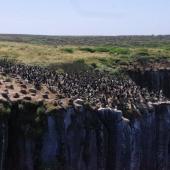 Auckland Island shag. Colony. Enderby Island,  Auckland Islands, January 2018. Image &copy; Colin Miskelly by Colin Miskelly