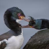 Auckland Island shag. Allopreening adults showing magenta-pink eye ring. Enderby Island, Auckland Islands, January 2016. Image &copy; Tony Whitehead by Tony Whitehead www.wildlight.co.nz