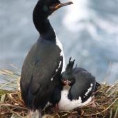 Auckland Island shag. Pair at nest. Ewing Island, Auckland Islands, November 2009. Image &copy; Kate Beer by Kate Beer