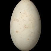 Auckland Island shag. Egg 62.3 x 37.4 mm (NMNZ OR.019143, collected by Robert Falla). Crozier Point, Auckland Island, December 1943. Image &copy; Te Papa by Jean-Claude Stahl