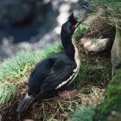 Auckland Island shag. Adult female on nest. Enderby Island, Auckland Islands, November 1978. Image &copy; Department of Conservation (image ref: 10035034) by John Kendrick, Department of Conservation Courtesy of Department of Conservation