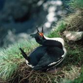Auckland Island shag. Adult female displaying on nest. Enderby Island, Auckland Islands, November 1978. Image &copy; Department of Conservation (image ref: 10029454) by John Kendrick, Department of Conservation Courtesy of Department of Conservation