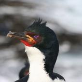 Auckland Island shag. Adult male - close-up of head. Enderby Island, Auckland Islands, December 2006. Image &copy; Andrew Maloney by Andrew Maloney
