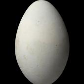 Campbell Island shag. Egg 62.4 x 39.3 mm (NMNZ OR.015639, collected by Philip Owens). Perseverance Harbour,  Campbell Island, February 1970. Image &copy; Te Papa by Jean-Claude Stahl