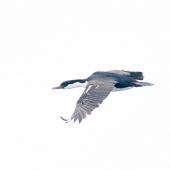 Macquarie Island shag. Adult in flight. Macquarie Island, December 2015. Image &copy; Edin Whitehead by Edin Whitehead www.edinz.com