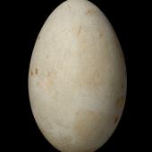 Macquarie Island shag. Egg 65.7 x 41.2 mm (NMNZ OR.007044). Macquarie Island. Image &copy; Te Papa by Jean-Claude Stahl
