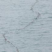 Spotted shag | Kawau tikitiki. Flock in flight. Nugget Point, Catlins, March 2023. Image &copy; Glenn Pure by Glenn Pure