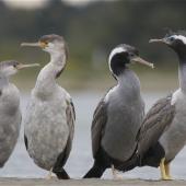Spotted shag. Juveniles and adults in identical poses. Ashley estuary, Canterbury, November 2012. Image &copy; Steve Attwood by Steve Attwood http://stevex2.wordpress.com/