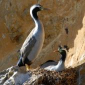 Spotted shag. Pair at nest site. Matiu/Somes Island, June 2010. Image &copy; Peter Reese by Peter Reese