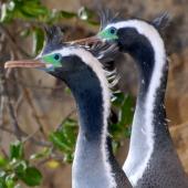 Spotted shag | Kawau tikitiki. Adult pair in breeding plumage. Matiu/Somes Island, June 2010. Image &copy; Peter Reese by Peter Reese