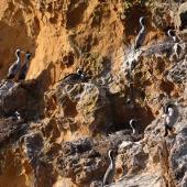 Spotted shag | Kawau tikitiki. Nesting colony on cliff. Matiu/Somes Island, June 2010. Image &copy; Peter Reese by Peter Reese