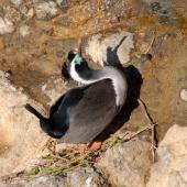 Spotted shag. Male displaying at nest site. Otago Peninsula, August 2008. Image &copy; Peter Reese by Peter Reese