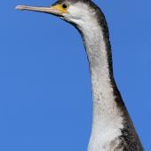 Spotted shag. Immature. Wanganui, July 2012. Image &copy; Ormond Torr by Ormond Torr