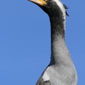 Spotted shag. Immature. Wanganui, July 2012. Image &copy; Ormond Torr by Ormond Torr