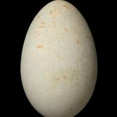 Spotted shag | Kawau tikitiki. Egg 58.2 x 37.0 mm (NMNZ OR.002093, collected by Geoffrey Buddle). Noises Islands, Hauraki Gulf, October 1937. Image &copy; Te Papa by Jean-Claude Stahl