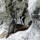 Spotted shag. Pair at nest. Kaikoura coast, June 2011. Image &copy; Joke Baars by Joke Baars