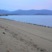 Spotted shag | Kawau tikitiki. Flock gathering before sunrise. Tata Beach, Golden Bay, June 2011. Image &copy; Joke Baars by Joke Baars
