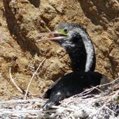 Spotted shag. Adult on nest. Mokopuna Island, Wellington Harbour, October 2010. Image &copy; Alan Tennyson by Alan Tennyson