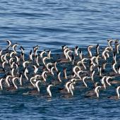 Spotted shag | Kawau tikitiki. Flock feeding at sea. Tasman Bay,  Nelson, August 2014. Image &copy; Rebecca Bowater by Rebecca Bowater FPSNZ AFIAP www.floraandfauna.co.nz