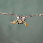 Spotted shag | Kawau tikitiki. Adult in flight with nesting material. Otago Peninsula, August 2010. Image &copy; Craig McKenzie by Craig McKenzie
