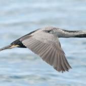 Spotted shag. Dorsal view of flying bird. Akaroa  Harbour, December 2012. Image &copy; Philip Griffin by Philip Griffin