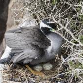 Spotted shag | Kawau tikitiki. Adult at nest with 2 eggs. Moeraki, October 2016. Image &copy; Kathy Reid by Kathy Reid www.kathyreidphotography.com