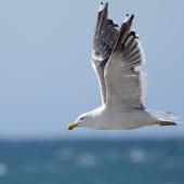 Southern black-backed gull | Karoro. Adult in flight. Tata Beach, Golden Bay, April 2023. Image &copy; Glenn Pure by Glenn Pure