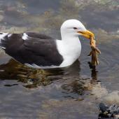 Southern black-backed gull | Karoro. Adult feeding on starfish. Wellington, April 2018. Image &copy; Paul Le Roy by Paul Le Roy