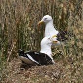 Southern black-backed gull | Karoro. Pair at nest. Whanganui, November 2008. Image &copy; Ormond Torr by Ormond Torr