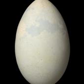 Pitt Island shag. Egg 55.2 x 33.6 mm (NMNZ OR.016038, collected by Don Merton). Rangatira Island, Chatham Islands, November 1970. Image &copy; Te Papa by Jean-Claude Stahl