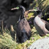 Pitt Island shag. Adults at nest site. Rangatira Island, Chatham Islands, December 1983. Image &copy; Colin Miskelly by Colin Miskelly