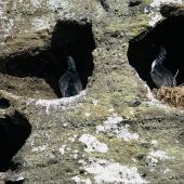 Pitt Island shag | Kawau o Rangihaute. Adults on nests in rock cavities. Rangatira Island, Chatham Islands, August 1968. Image &copy; Department of Conservation (image ref: 10038250) by John Kendrick, Department of Conservation Courtesy of Department of Conservation