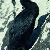 Pitt Island shag | Kawau o Rangihaute. Chick close to fledging. Rangatira Island, Chatham Islands. Image &copy; Department of Conservation (image ref: 10033362) by Phil Clerke, Department of Conservation Courtesy of Department of Conservation